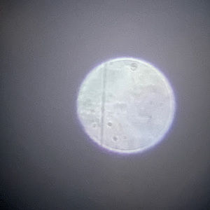 Meet your Posher, The star